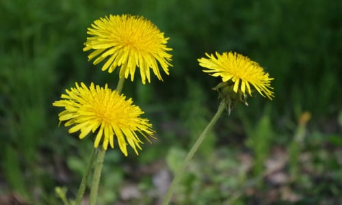 Paardenbloem BIO (Taraxacum officinale)
