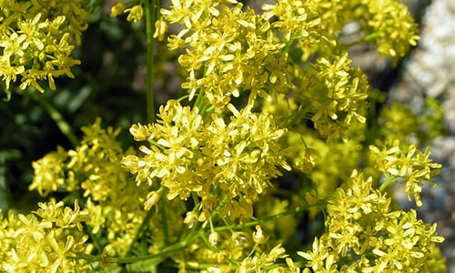 Wede (Isatis tinctoria)