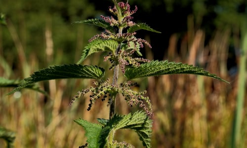 Grote brandnetel (Urtica dioica)