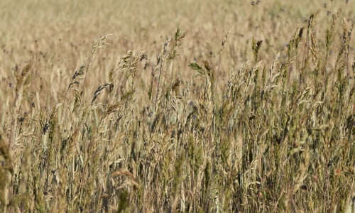 Dreps (Bromus secalinus)