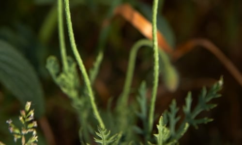Bleke klaproos (Papaver dubium)
