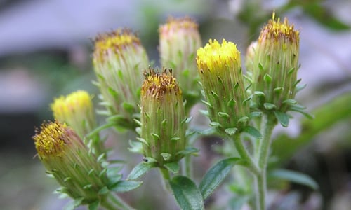 Donderkruid (Inula conyzae)