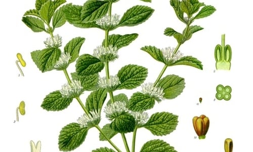 Malrove (Marrubium vulgare)