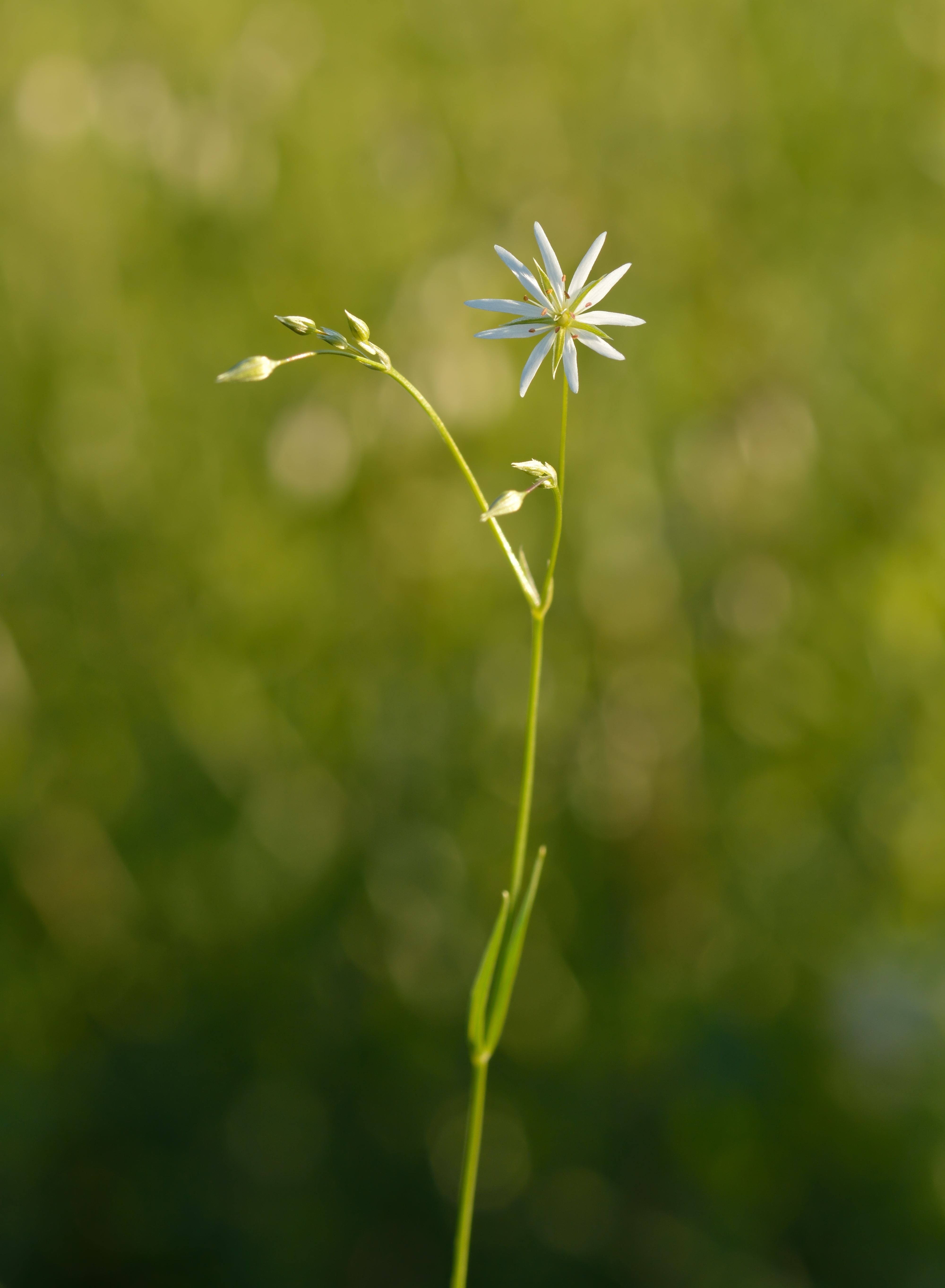 Grasmuur (Stellaria graminea)