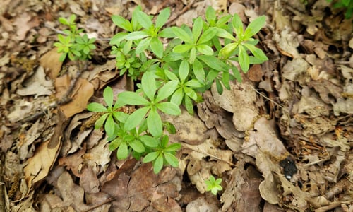 Lieve-vrouwe-bedstro (Galium odoratum)