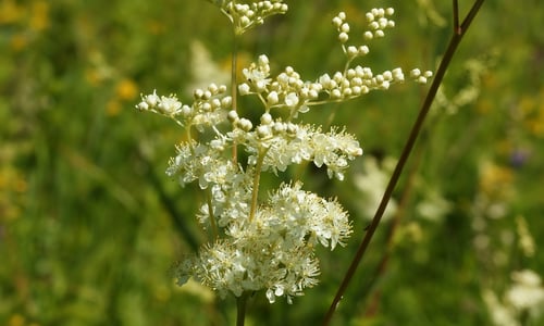 Moerasspirea (Filipendula ulmaria)