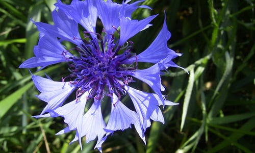 Korenbloem (Centaurea cyanus)