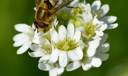 Grijskruid (Berteroa incana)