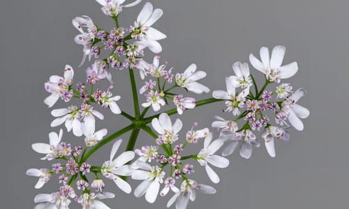 Koriander (Coriandrum sativum)