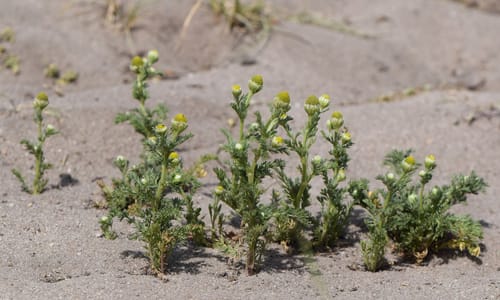 Schijfkamille (Matricaria discoidea)