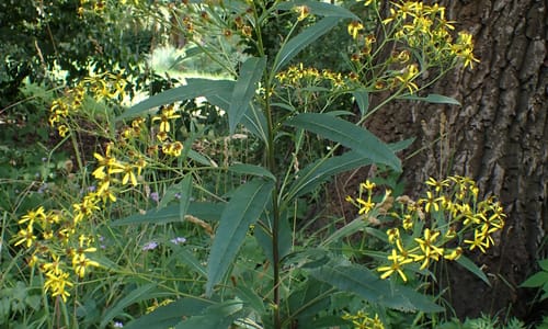 Schaduwkruiskruid (Senecio ovatus)
