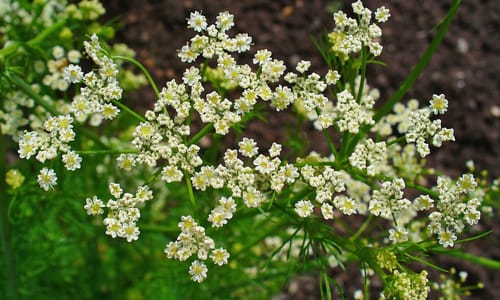 Karwij (Carum carvi)