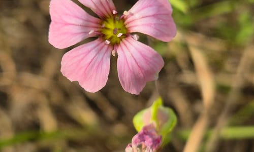 Koekruid (Vaccaria hispanica)