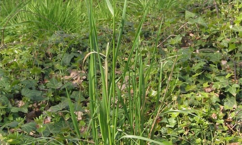 Grote vossenstaart (Alopecurus pratensis)