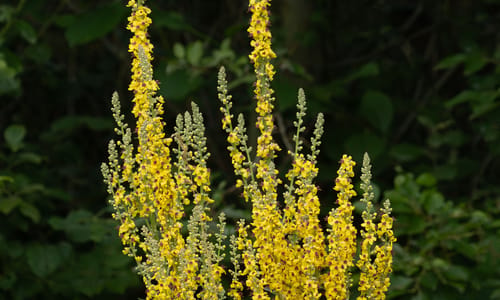 Zwarte toorts (Verbascum nigrum)