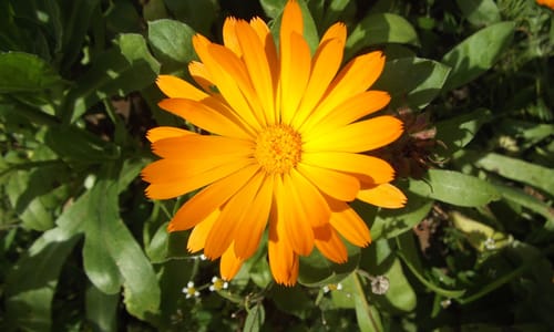 Tuingoudsbloem (Calendula officinalis)