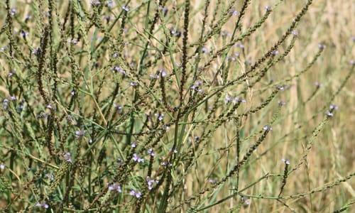 IJzerhard (Verbena officinalis)