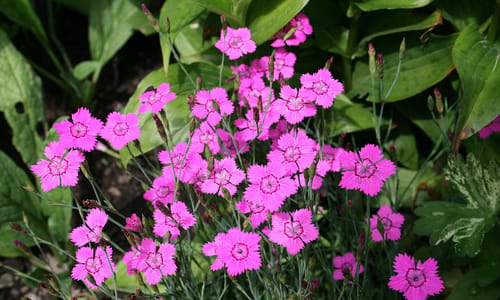 Steenanjer (Dianthus deltoides)