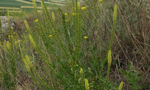 Wouw (Reseda luteola)