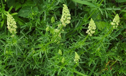 Wilde reseda (Reseda lutea)
