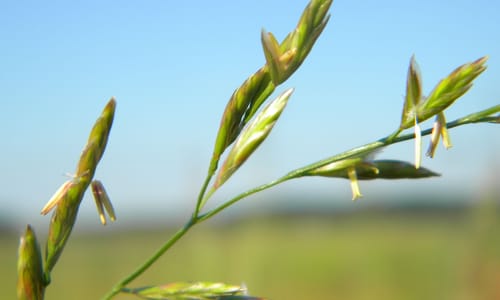 Beemdlangbloem BIO (Schedonorus pratensis)