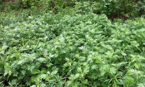 Bijvoet (Artemisia vulgaris)