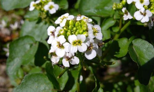 Witte waterkers (Nasturtium officinale)