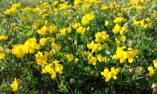 Gewone rolklaver BIO (Lotus corniculatus var. corniculatus)