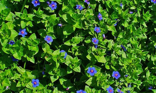 Blauw guichelheil (Anagallis arvensis ssp. foemina)