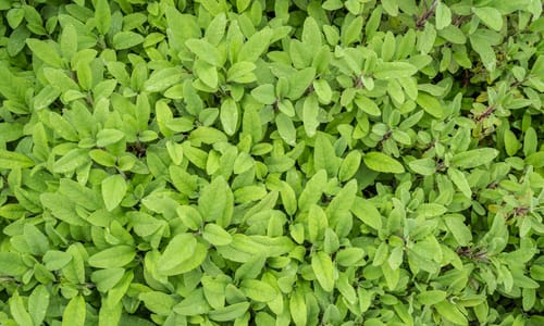 Echte salie (Salvia officinalis)