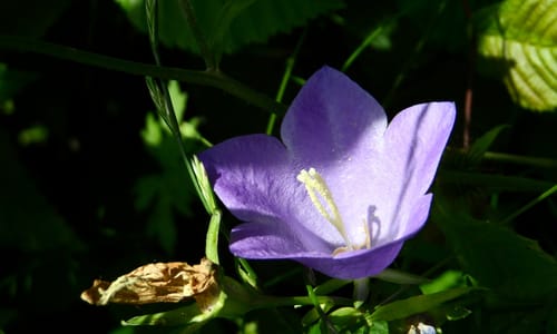 Bloemen in de schaduw: maak een plan dat bij je tuin past