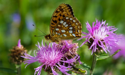 Knoopkruid (Centaurea jacea)