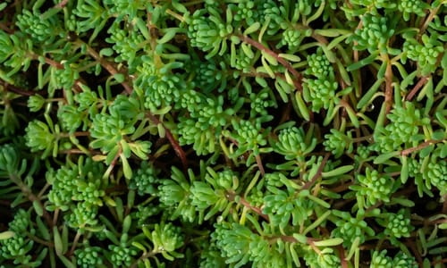 Tripmadam (Sedum rupestre)