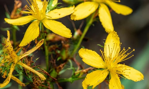 Sint-Janskruid BIO (Hypericum perforatum)