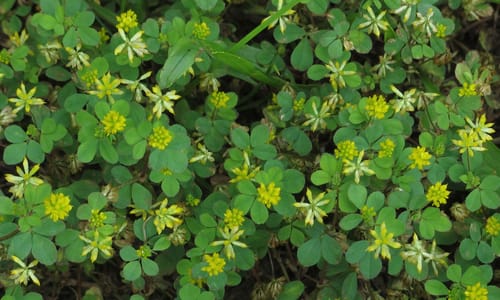 Kleine klaver (Trifolium dubium)