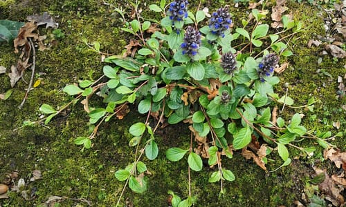 Kruipend zenegroen (Ajuga reptans)