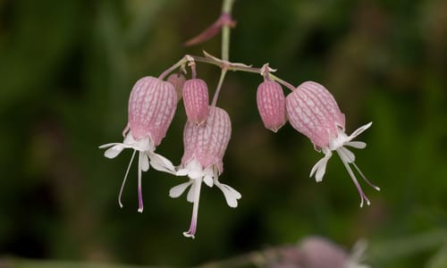Blaassilene (Silene vulgaris)