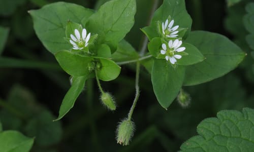 Vogelmuur (Stellaria media)