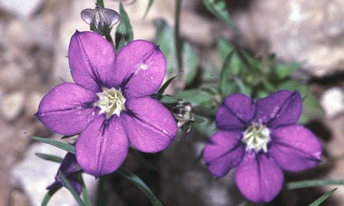 Groot spiegelklokje – cultuurvariant (Legousia speculum-veneris)