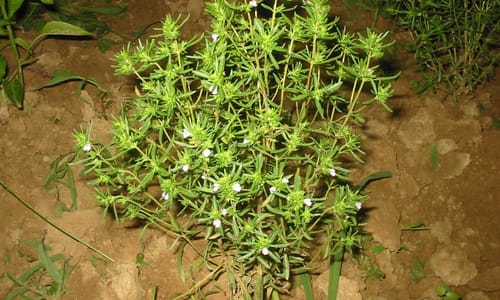 Bonenkruid (Satureja hortensis)