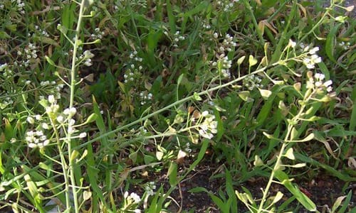 Herderstasje (Capsella bursa-pastoris)