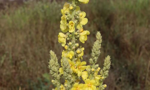 Keizerskaars (Verbascum phlomoides)