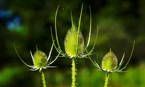 Grote kaardenbol BIO (Dipsacus fullonum)
