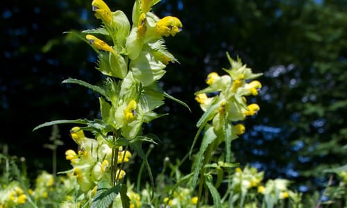 Grote ratelaar BIO (Rhinanthus angustifolius)
