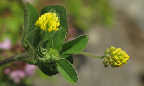 Hopklaver (Medicago lupulina)