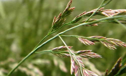 Rood zwenkgras BIO (Festuca rubra)