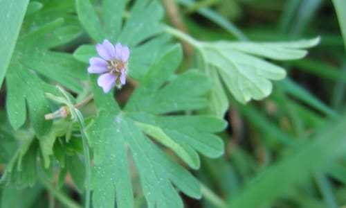Kleine ooievaarsbek (Geranium pusillum)