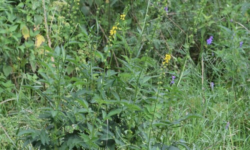 Welriekende agrimonie (Agrimonia procera)