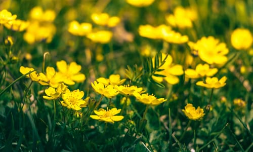 Scherpe boterbloem BIO (Ranunculus acris)