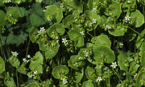 Winterpostelein (Claytonia perfoliata)